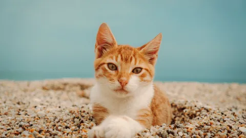 La forma correcta de limpiar el arenero de tu gato y evitar malos olores
