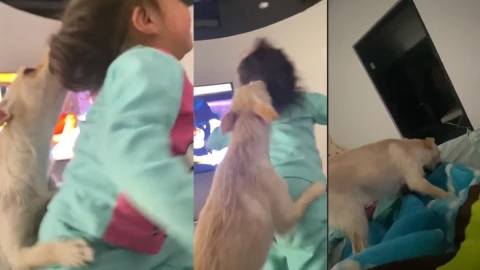 Pelea entre perro y niña.