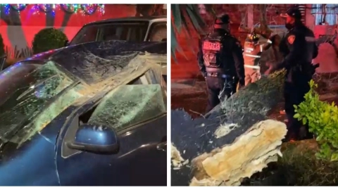 árboles primera lluvia 2022 CDMX