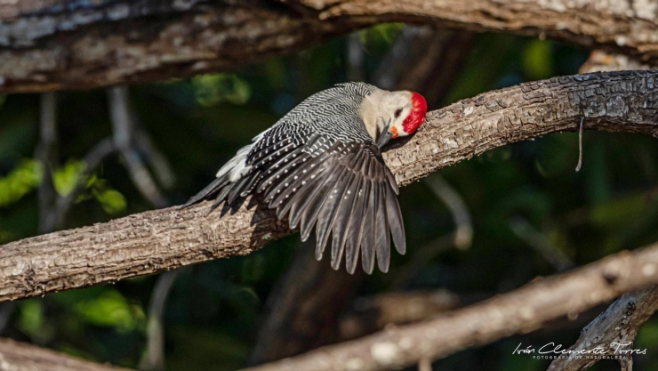 FOTO: Captan a pájaro carpintero ABRAZANDO a árbol de Yucatán y se vuelve VIRAL
