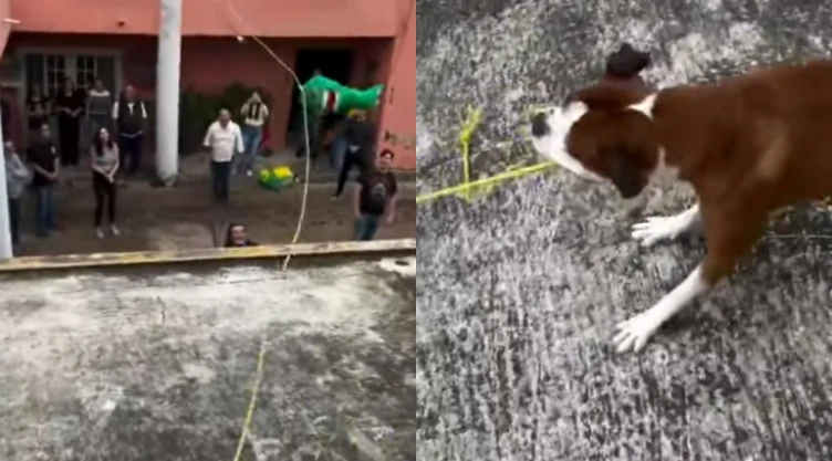Perrito se vuleve viral por ayudar a jalar la piñata