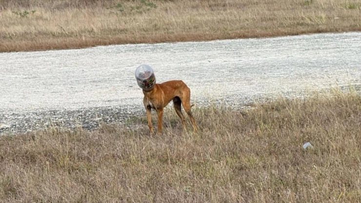 Rescatan a perrito que tenía la cabeza atorada en un bote de mayonesa al poniente de Mérida