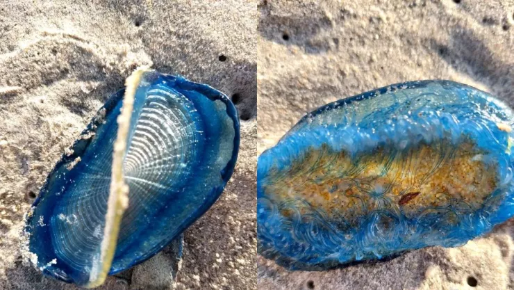 MEDUSAS