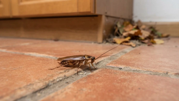 Insectos