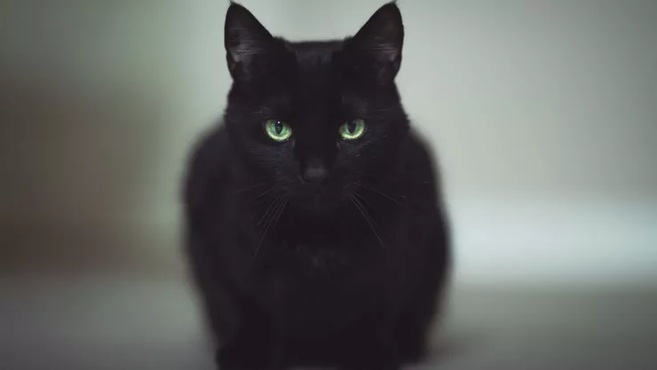 ¿Se le metió el demonio La leyenda del gato negro en Mexicali