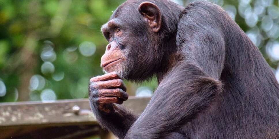 chimpancé pensando
