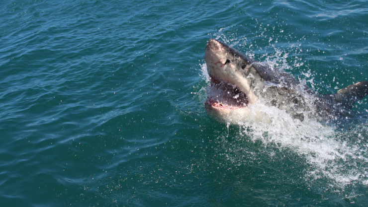 Tiburón ataca a surfista en Australia