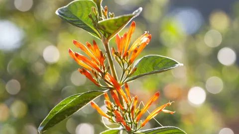 El arbusto medicinal que muchos podan sin saber que es un potente regenerador de sangre