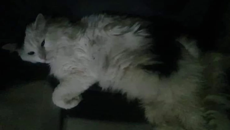 gato metro línea 12.jpg