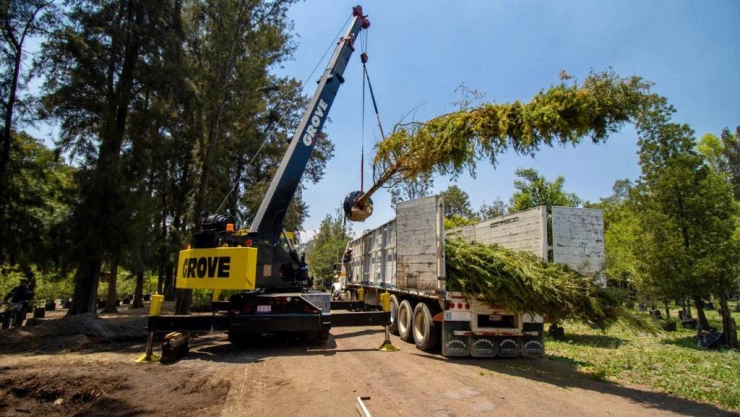 Ahuehuete se plantar&aacute; el domingo en la Glorieta de la Palma