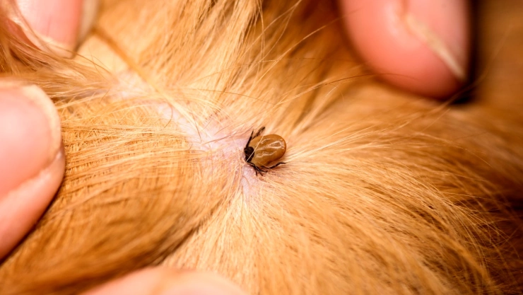 Temporada de garrapatas en México: Hay 5 tipos más populares, pero esta es la más peligrosa