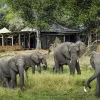 abu-camp-africa.jpg