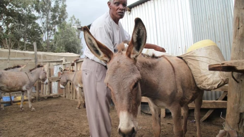 burros animales de carga