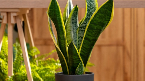 plantas de interior que resisten el calor