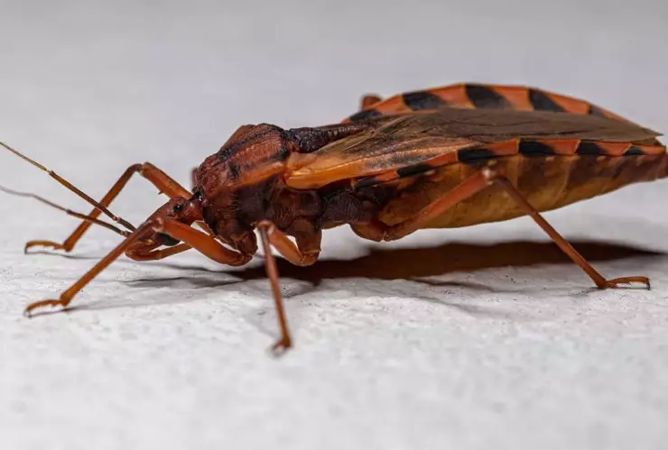 Síntomas de la enfermedad de Chagas