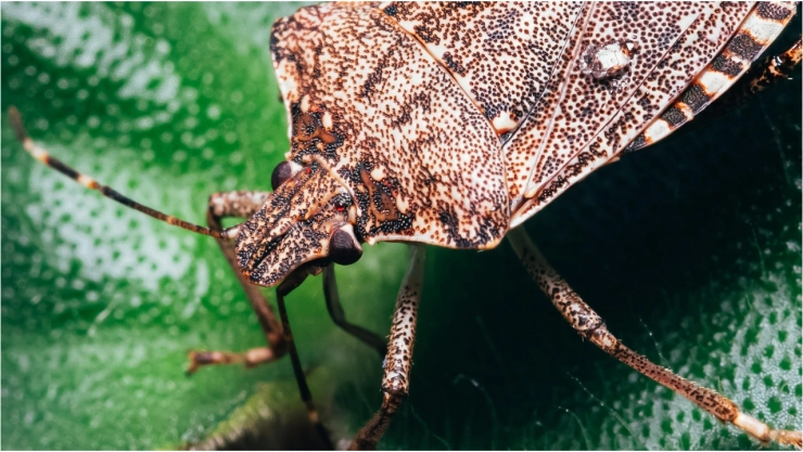 ¿Chinches en Aguascalientes_ Esto sabemos sobre una posible plaga en el estado