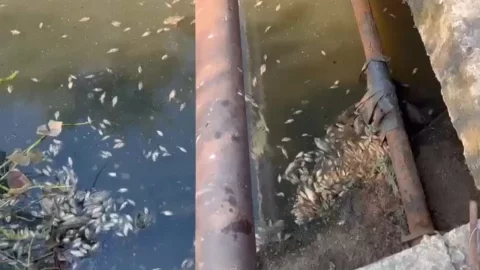Muerte de peces por ola de calor en Veracruz