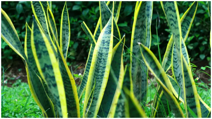 planta lengua de suegra