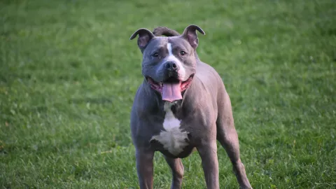 ¿Por qué han incrementado los ataques de perros pitbull en los últimos años