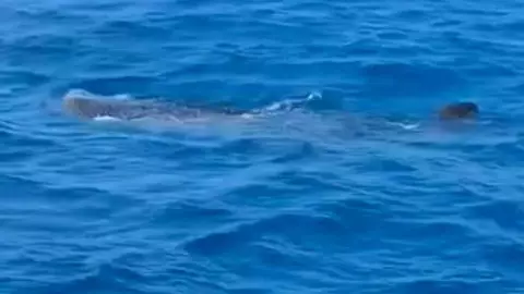 Avistan tiburones ballena cerca de las costas de Progreso.jpg