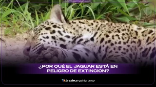¿Por qué el jaguar está en peligro de extinción? Todo lo que debes saber
