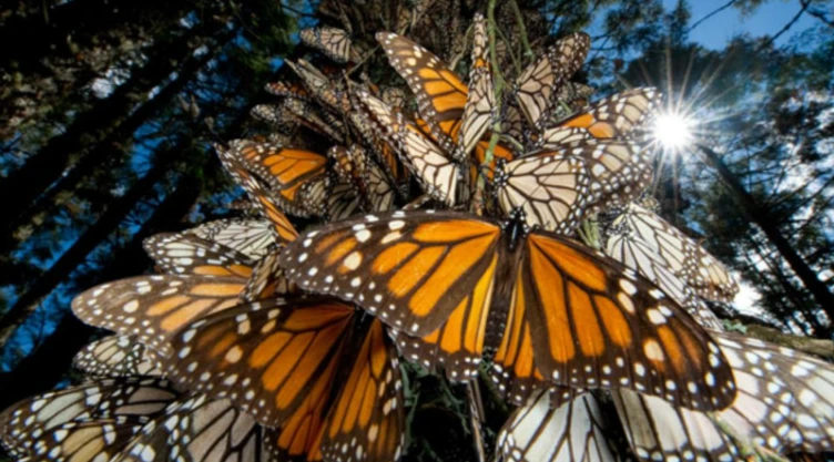 mariposa monarca