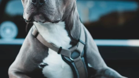 Muere niño de 5 años tras ser atacado brutalmente por un pitbull