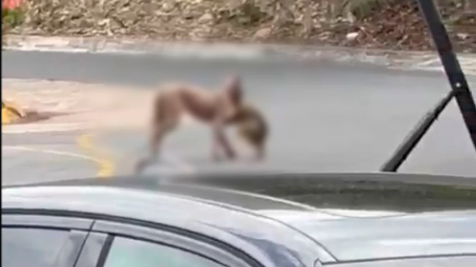 Gato de casa es ferozmente devorado por un puma y es captado en VIDEO brutal