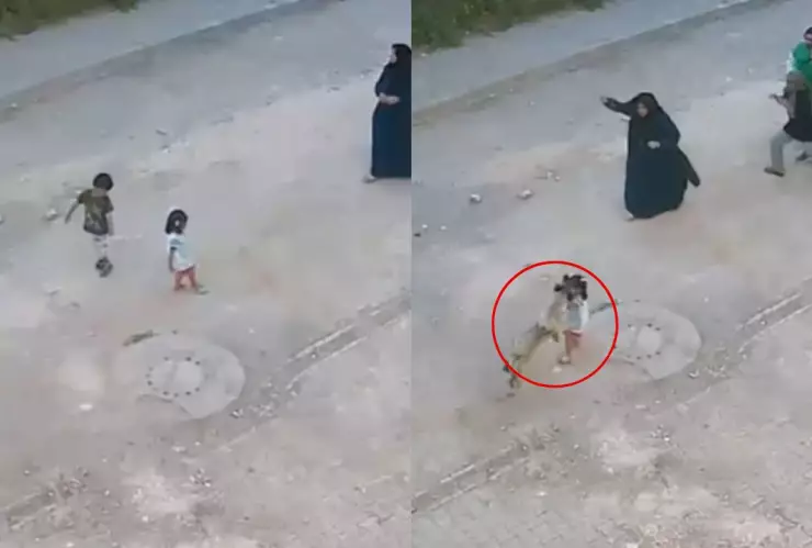 VIDEO Perro ataca a niña en la calle