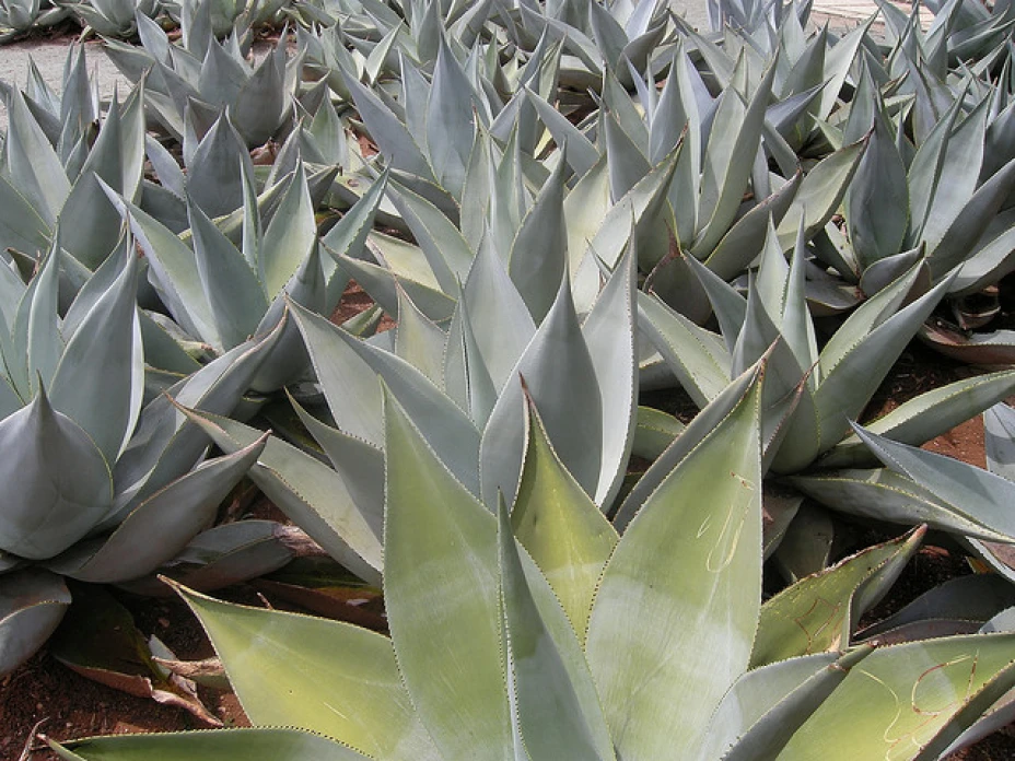 00001maguey.jpg