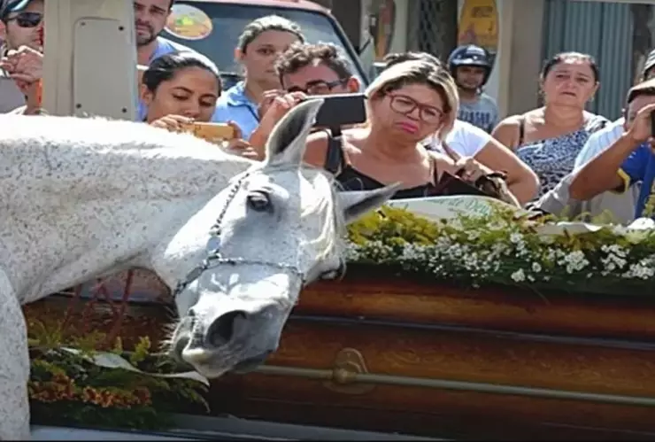 Caballo, funeral, dueño, ataúd .jpg