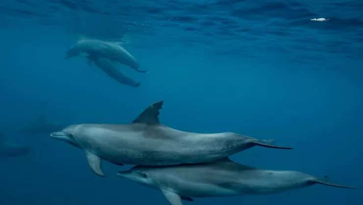 Group of Indo-Pacific bottlenose dolphins
