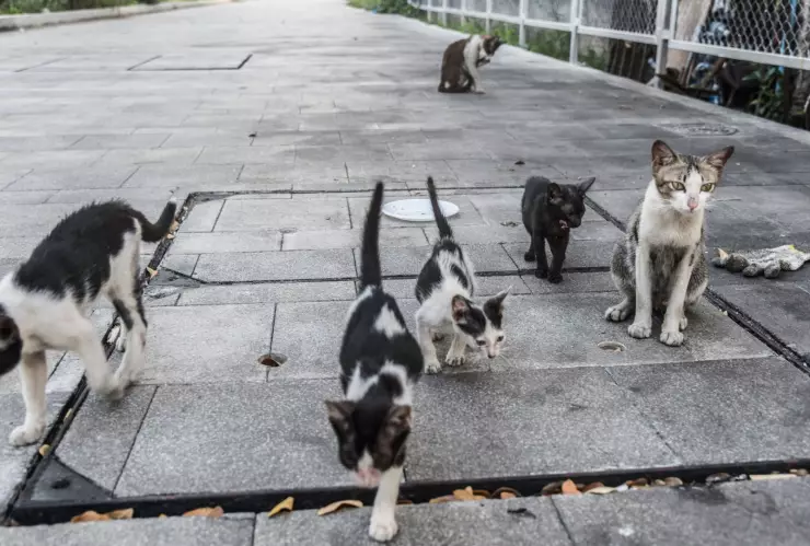 ¿Dónde estará ubicado el nuevo refugio para mascotas en Aguascalientes y cuándo estará listo