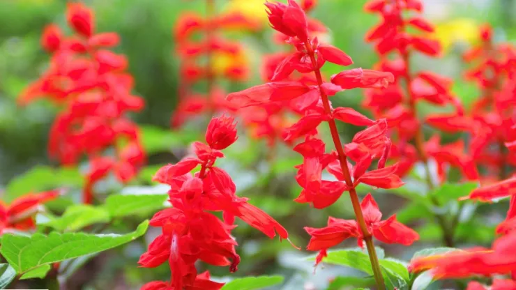 Salvia roja, una de las plantas perfectas que harán que las mariposas y colibríes hagan de tu jardín su hogar.
