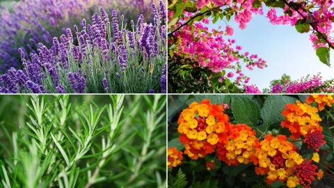Lavanda, Buganvilla, Romero y Lantana