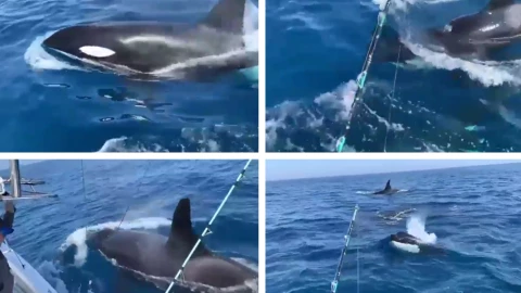 Orcas Ixtapa Zihuatanejo lancha