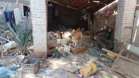 Maltrato animal Sonora: Rescatan 25 perros en operativo
