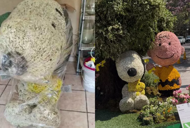 Hallan en Marketplace arreglo floral de Snoopy robado en Polanco, Ciudad de México