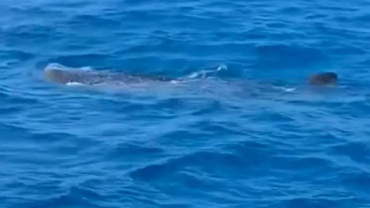 Avistan tiburones ballena cerca de las costas de Progreso.jpg