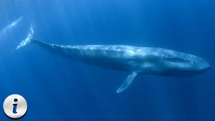 De la desnutrición a las redes de pesca Los grandes riesgos de la ballena gris.jpg