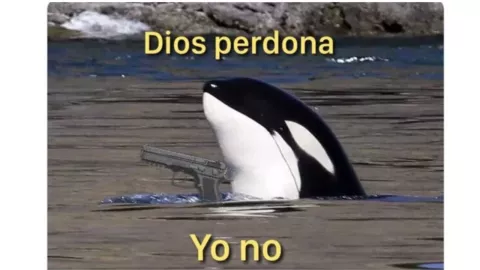 ‘Gladis’, la orca asesina, se apodera de los memes