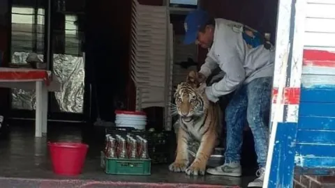Taquero captura a tigre en taquería de Mixquiahuala de Juárez, Hidalgo.