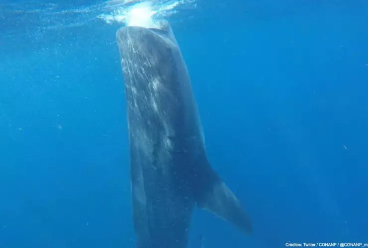 empresario monta tiburón ballena .jpg