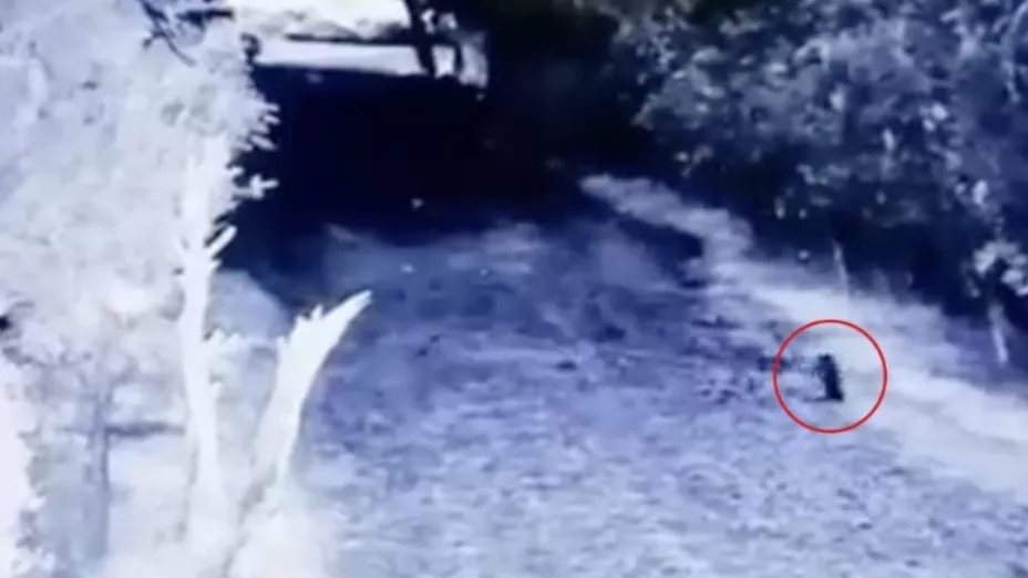 ¿Es un duende Captan una extraña figura corriendo por un terreno