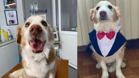 ¡Triste! Muere Mazapán, perrito influencer que viajó de México a Italia