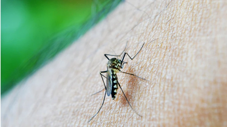 mosco dengue