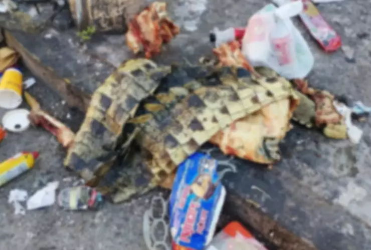 piel cocodrilo calle cancún 3 nocviembre 2025.webp