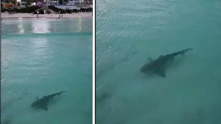 ¡Impactante video! Captan a tiburón toro nadando muy cerca de la orilla en Cancún