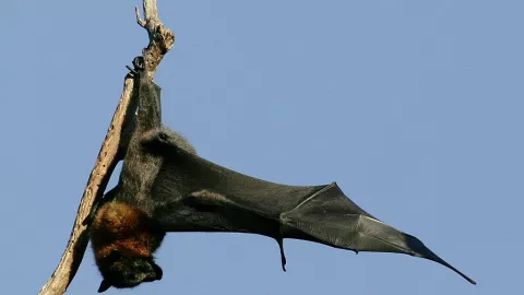 Descubren nuevos virus en murciélagos