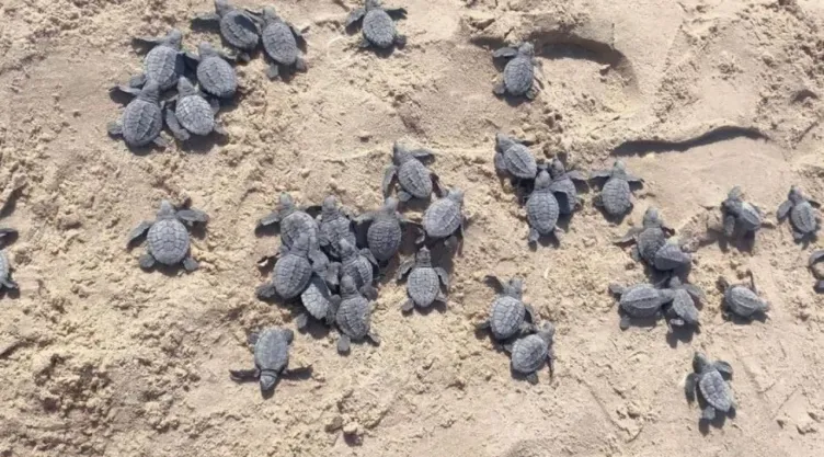 La playa con liberación de tortugas de septiembre a noviembre, cerca de CDMX, y las fechas estimadas para 2026